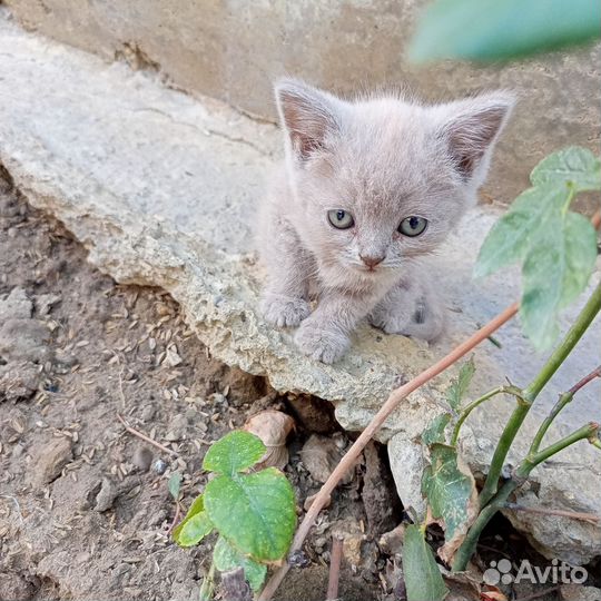 Британские котята