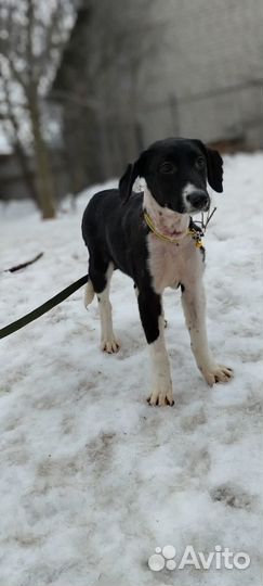 Щеночек девочка