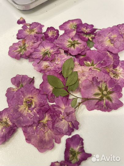 Сухоцветы для творчества