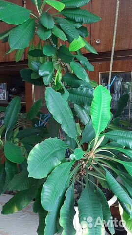 Молочай беложильчатый