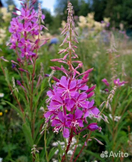 Иван чай крупнолистовой