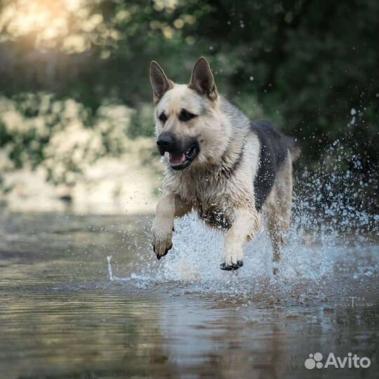 Кобель вео для вязки
