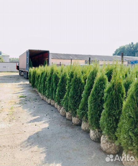 Туи Смарагд и др. в наличии и под заказ