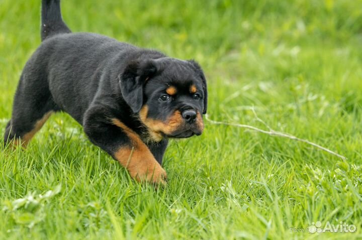 Щенки ротвейлера