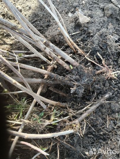 Черная смородина