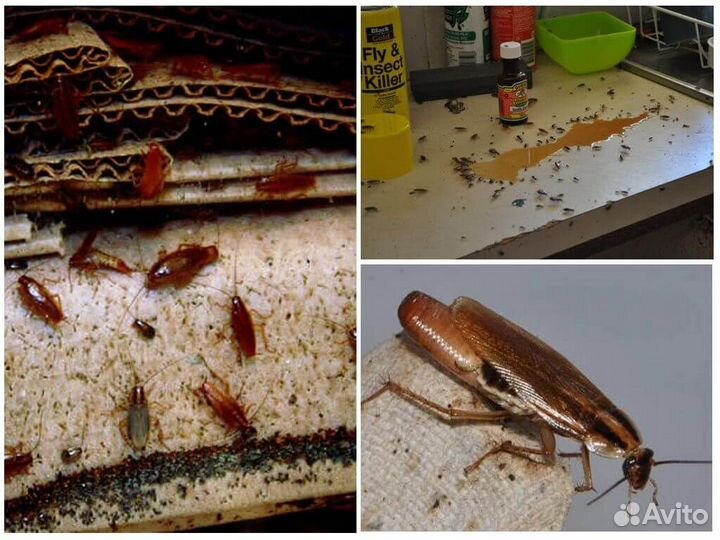 Дезинсекция. Клопы. Тараканы. Муравьи. Осы