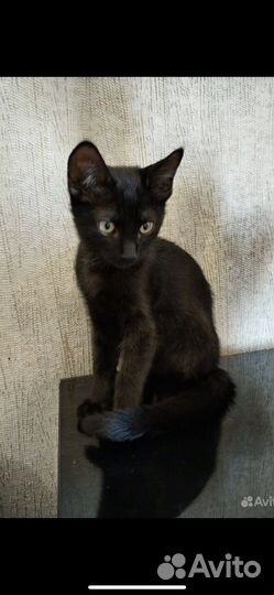 Котенок черный