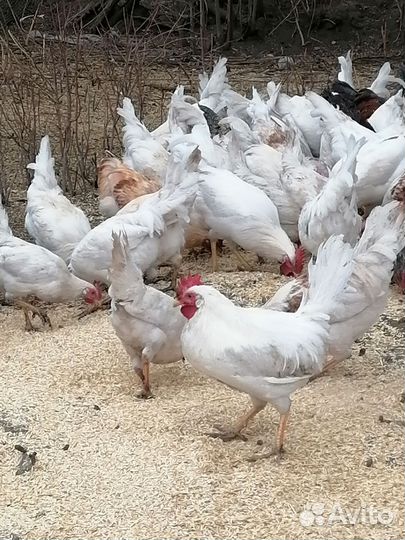 Куры несушки молодки леггорн