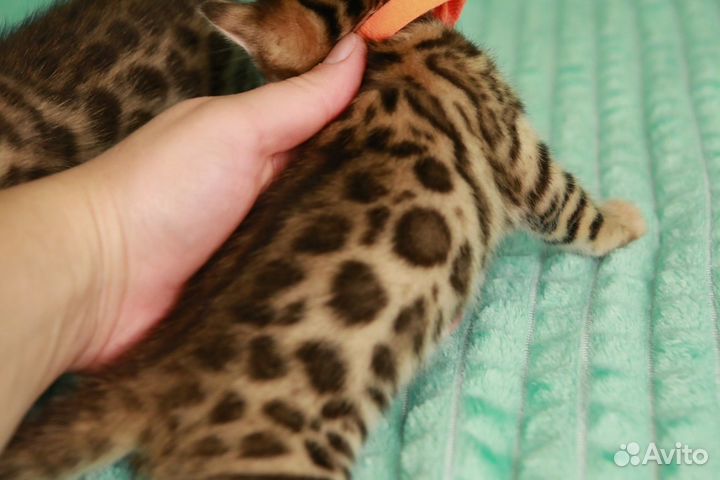 Бенгальские котята