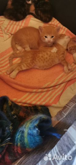 Котята малыши