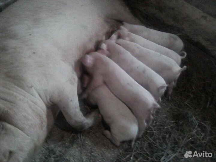Поросята на племя