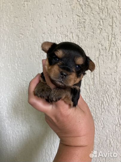 Йоркширский терьер