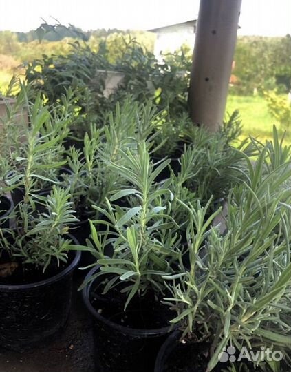 Лаванда саженцы