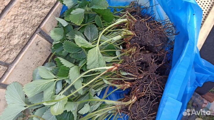 Рассада клубники