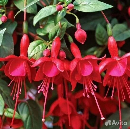 Фуксии черенки 4 сорта