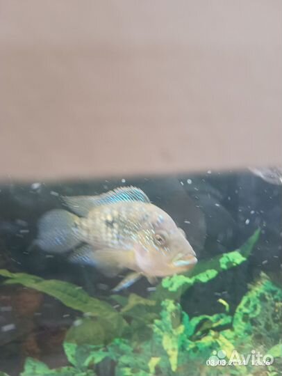 Аквариумные рыбки