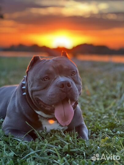 Американский булли вязка