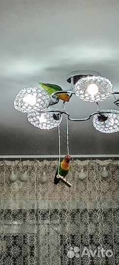 Попугай Неразлучник Фишера