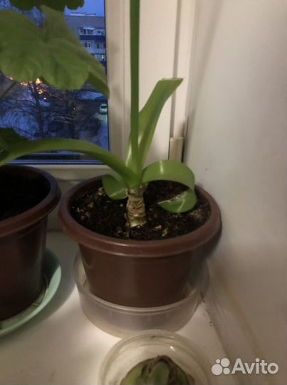 Индийский лук