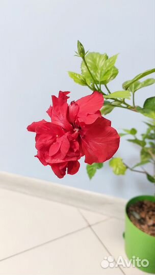 Гибискус красный махровый