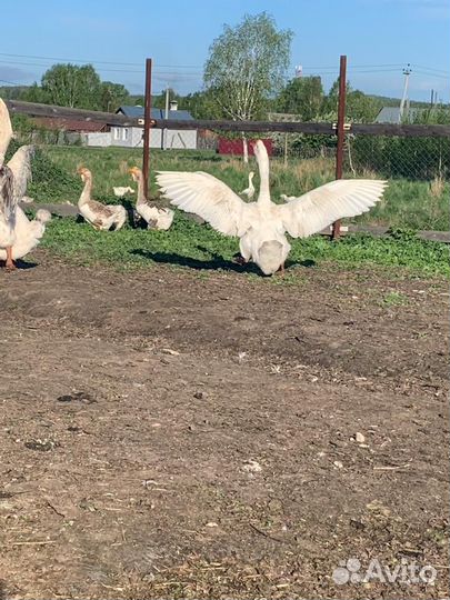 Холмогорские гуси