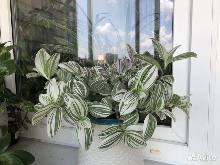 Традесканции (укорененные и на срез)