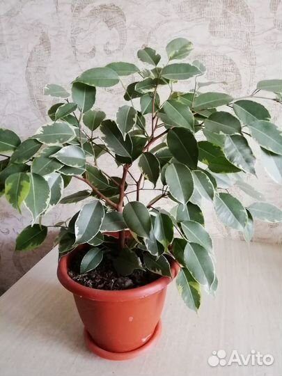 Фикусы Бенджамина