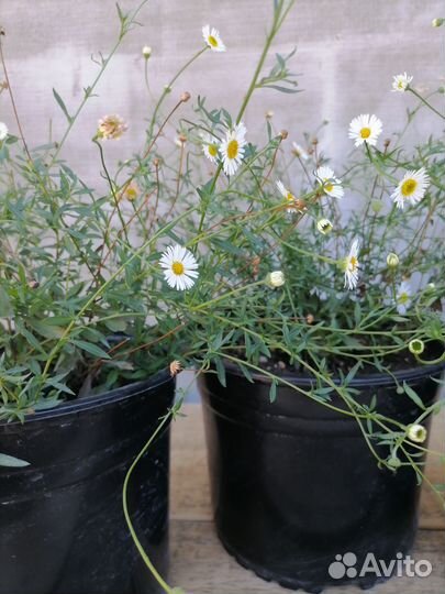 Эригерон (мелколепестник) карвинского