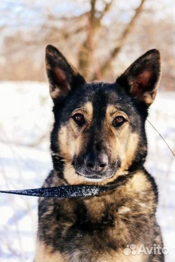 Ариель - собака с тяжелой судьбой