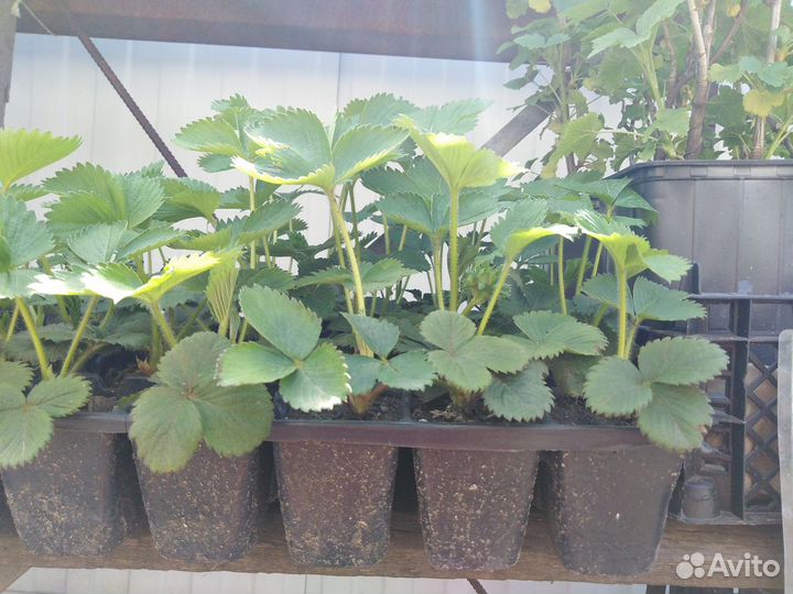 Рассада клубники