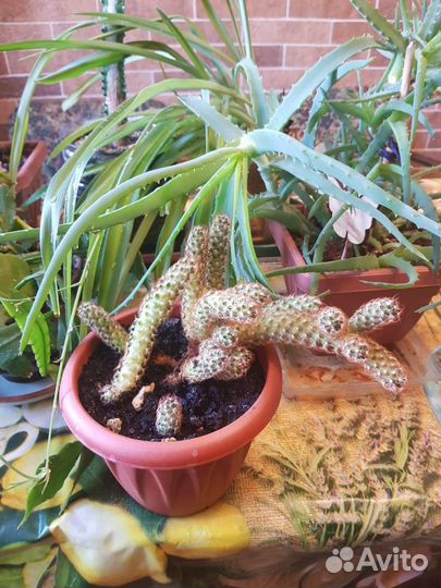 Домашние цветы