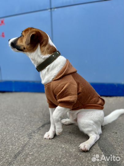 Ошейник для собак брезентовый