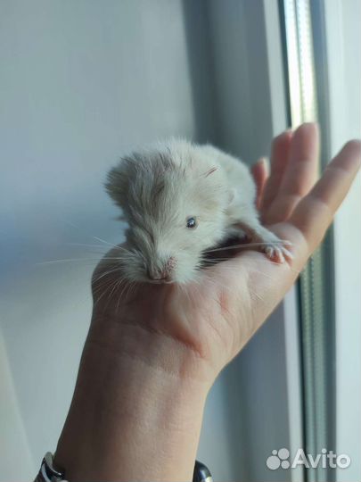 Шиншиллята