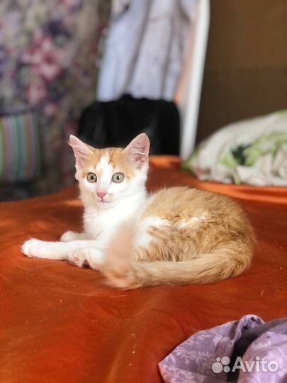 Рыжий котенок