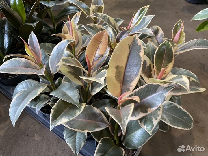 Фикусы в ассортименте, в наличии