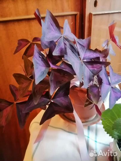 Кислица комнатная