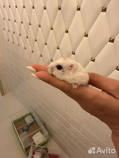 Сирийский и Джунгарский хомяки с клеткой. Отдам