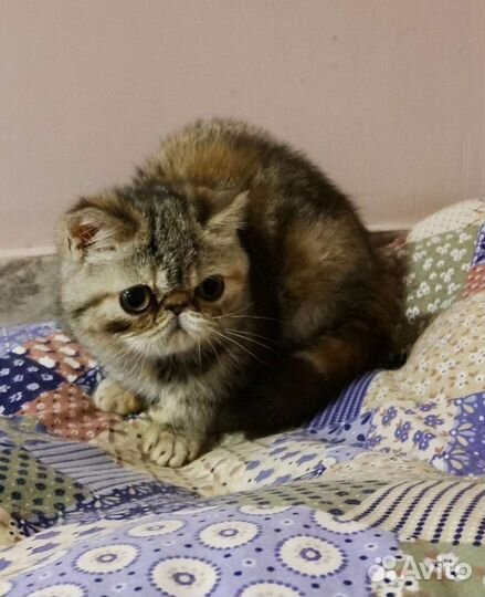 Экзотическая короткошерстная