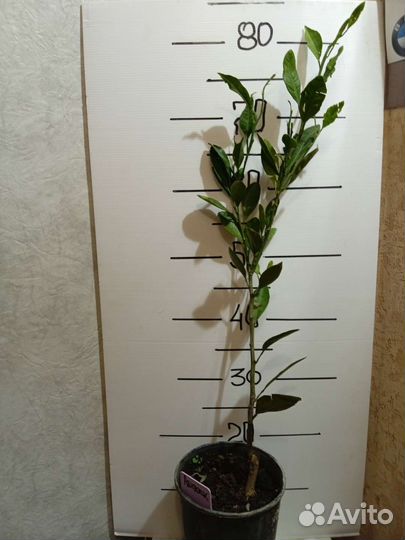 Мандарин Абхазский ранний,привитой,3 года