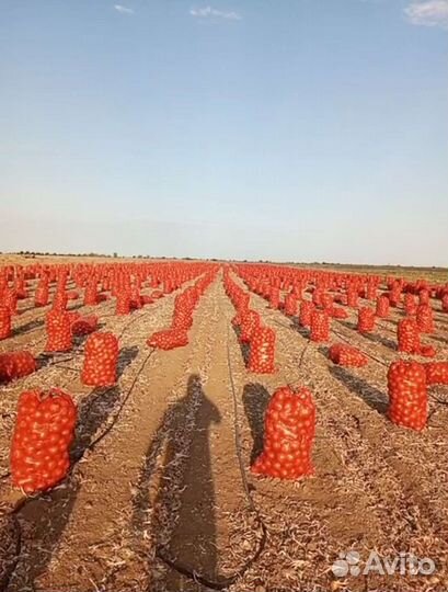 Лук репчатый оптом