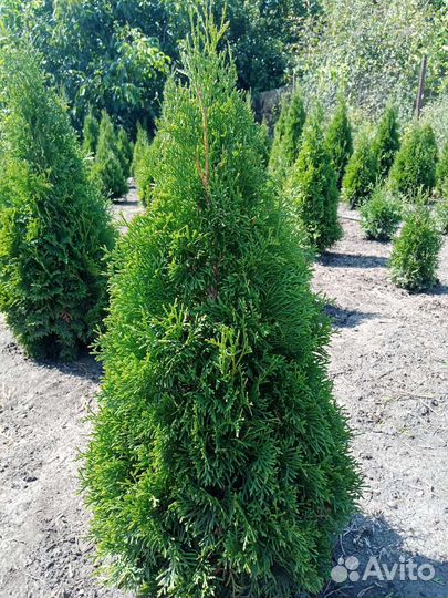 Туя колумна