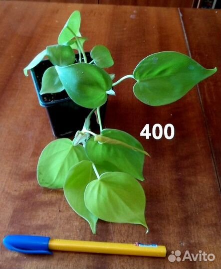 Комнатные растения