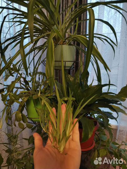 Хлорофитум