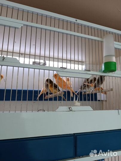 Кенара и канарейки