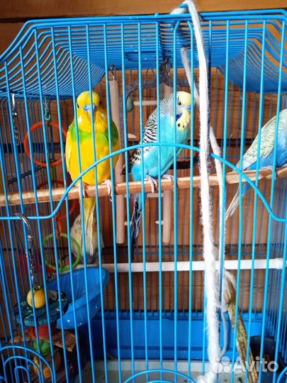 Волнистый попугай с клеткой