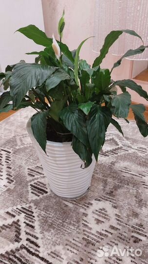 Спатифиллум