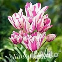 Луковицы тюльпанов 8 сортов