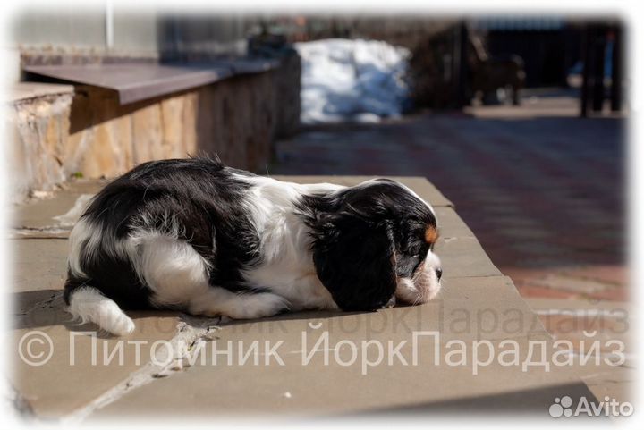 Щенки кавалер кинг чарльз спаниель