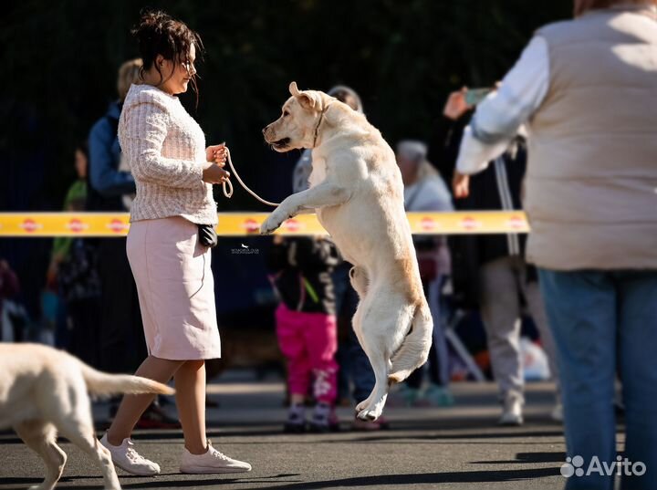 Вязка. Лабрадор