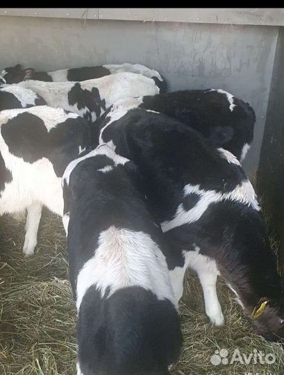 Телята бычки